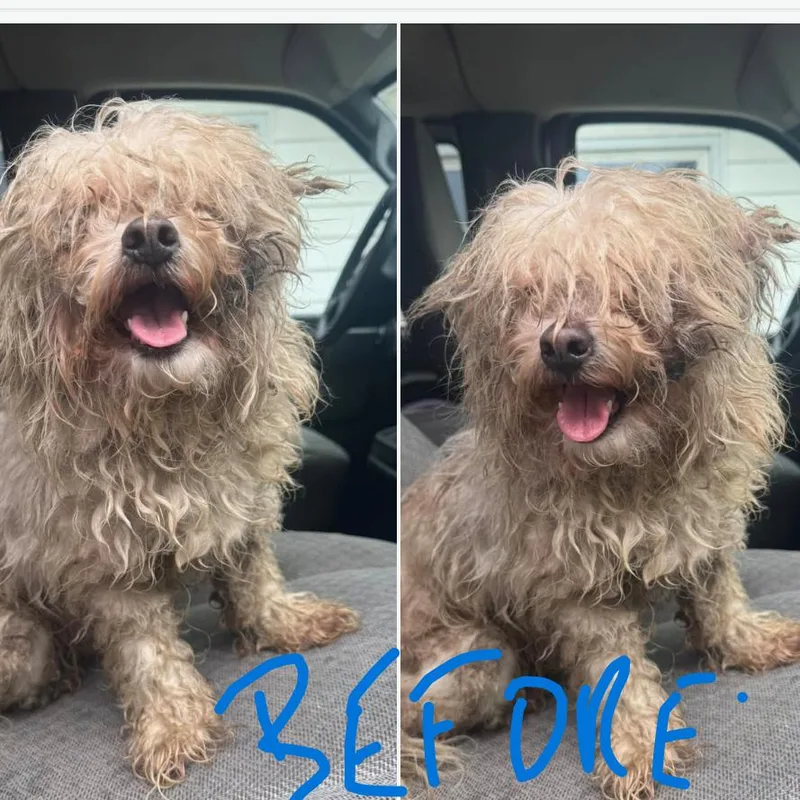 A senior small-sized male Apricot / Beige Shih Tzu dog named Mr. Rogers for adoption in Hudson, IL