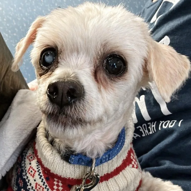 Mr. Rogers thumbnail 2