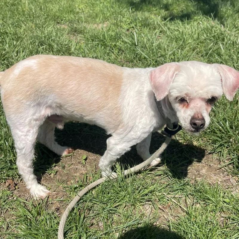 Mr. Rogers thumbnail 3