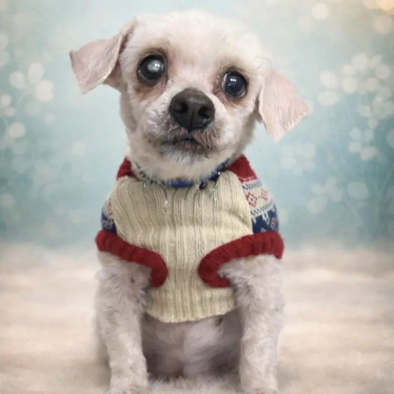 Mr. Rogers thumbnail 4