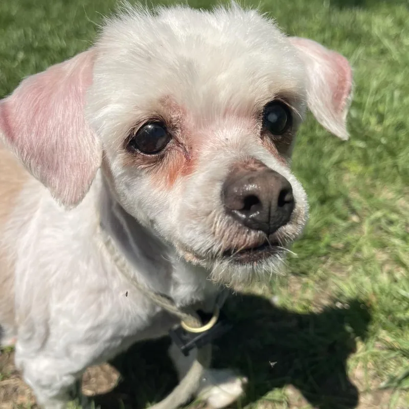 Mr. Rogers thumbnail 5