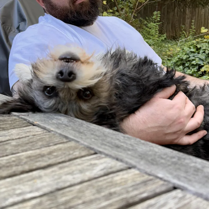 An adult medium-sized male Shih Tzu dog named Leo for adoption in High Point, NC
