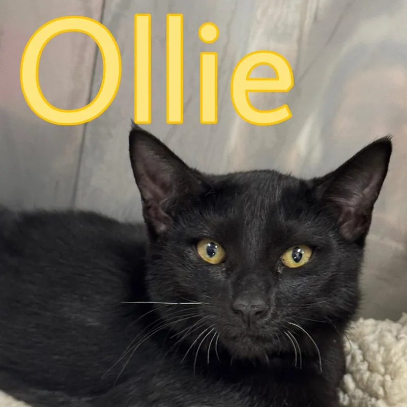 A baby small-sized male Domestic Short Hair cat named Ollie for adoption in Marble, NC