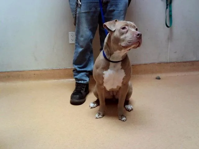 A young large-sized female Pit Bull Terrier dog named Princess for adoption in Martinez, CA