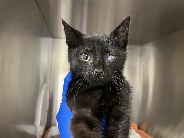 A baby small-sized male Domestic Short Hair cat named Pirate for adoption in Martinez, CA