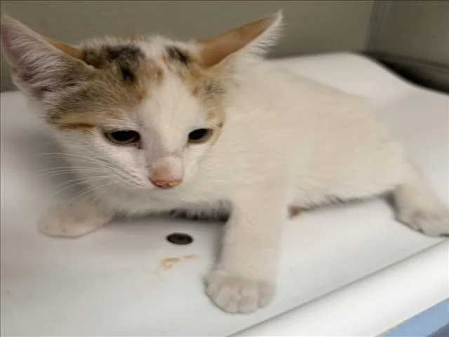 A baby small-sized female Domestic Short Hair cat named Gwen for adoption in Tracy, CA