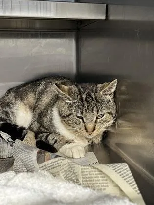 An adult medium-sized male Domestic Short Hair cat named Fish $ for adoption in Seneca, SC