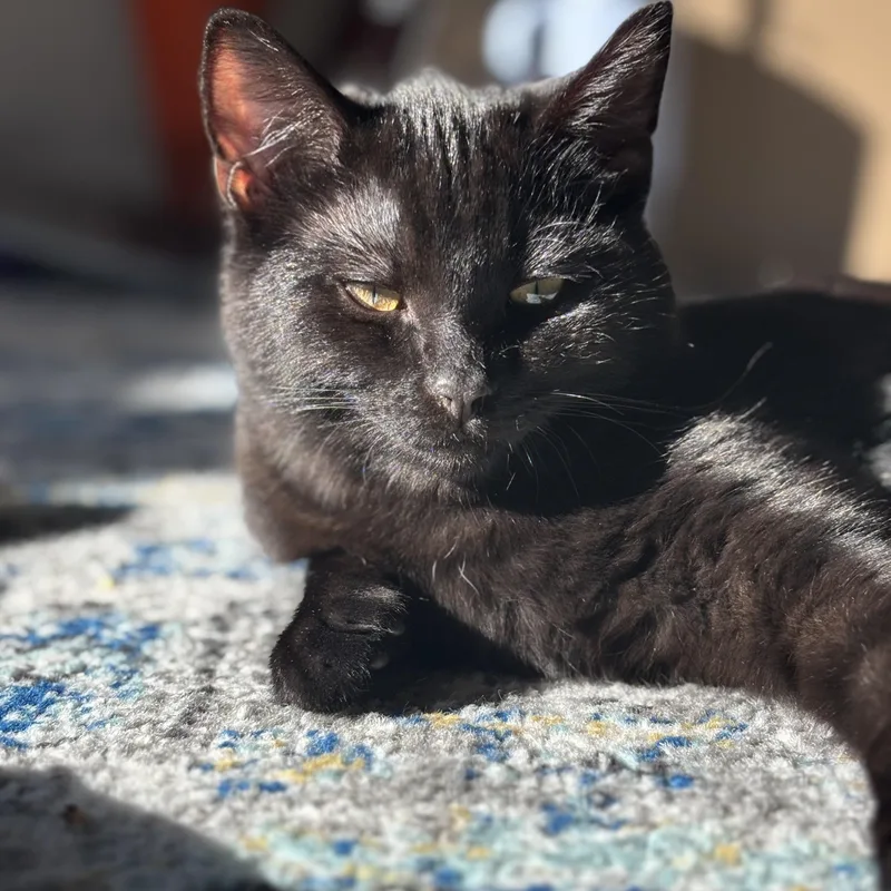 A baby medium-sized male Black Domestic Short Hair cat named Bubba Bonded To Sunflower for adoption in Portland, OR
