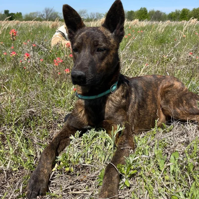 Remington "remy" thumbnail 2