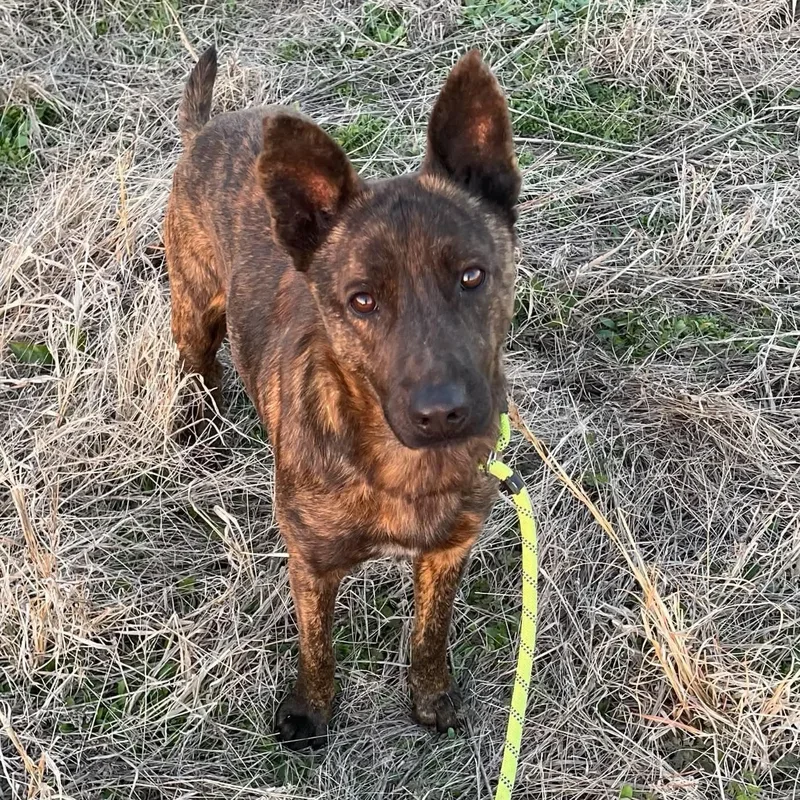 Remington "remy" thumbnail 5