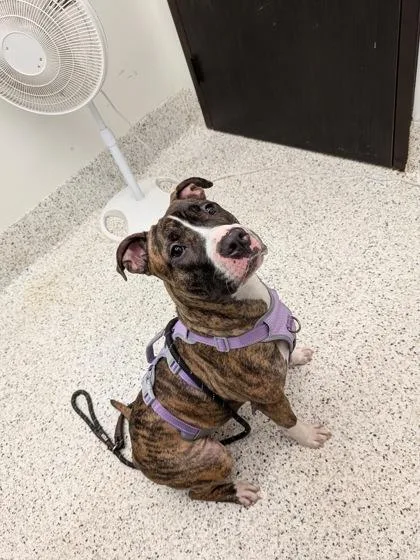An adult medium-sized female Mixed Breed dog named Honeysuckle for adoption in Atlanta, GA