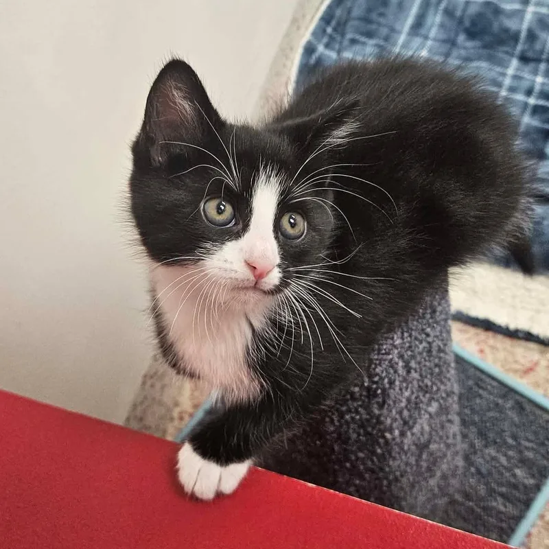 A baby medium-sized female Black & White / Tuxedo Domestic Short Hair cat named Tequila for adoption in Richboro, PA