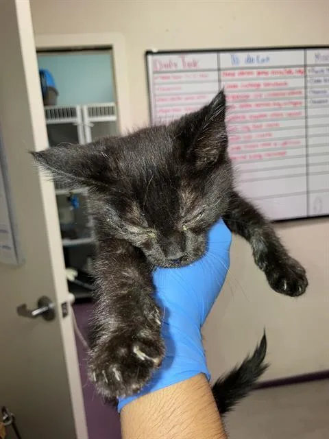 A baby small-sized male Domestic Short Hair cat named Albert for adoption in Long Beach, CA