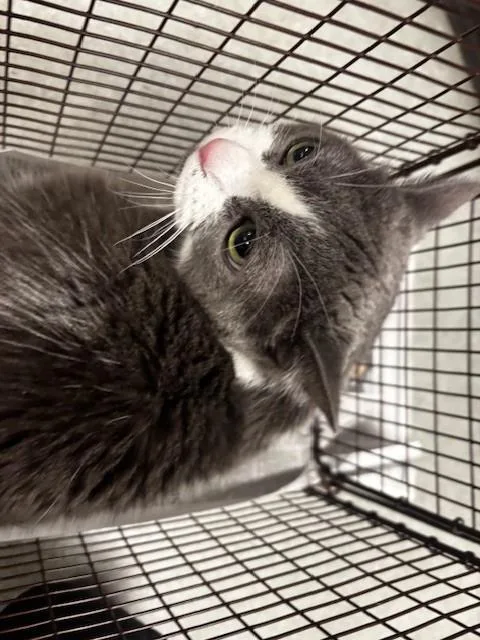 A senior medium-sized female Domestic Medium Hair cat named Petunia for adoption in Van Nuys, CA
