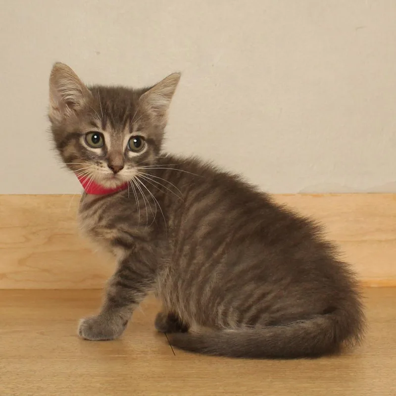 A baby small-sized male Domestic Short Hair cat named Niibin C for adoption in Minnetonka, MN