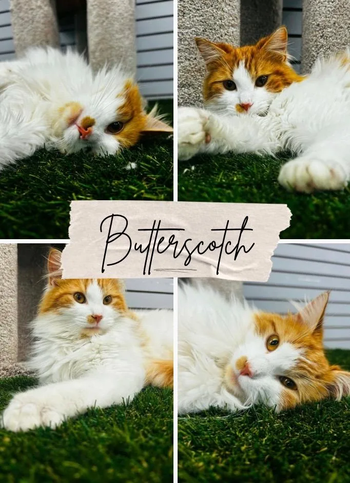 Butterscotch thumbnail 2