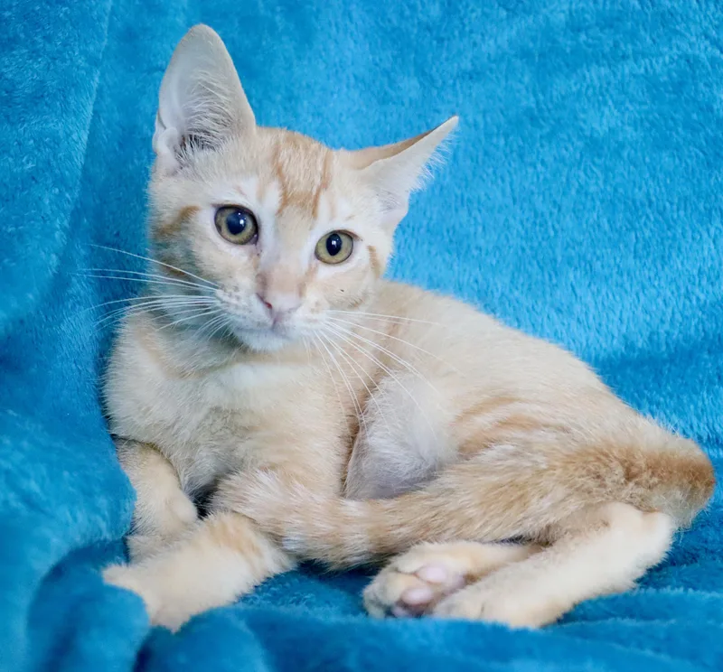 A baby medium-sized male Buff / Tan / Fawn Tabby cat named Harvest for adoption in Saint Augustine, FL