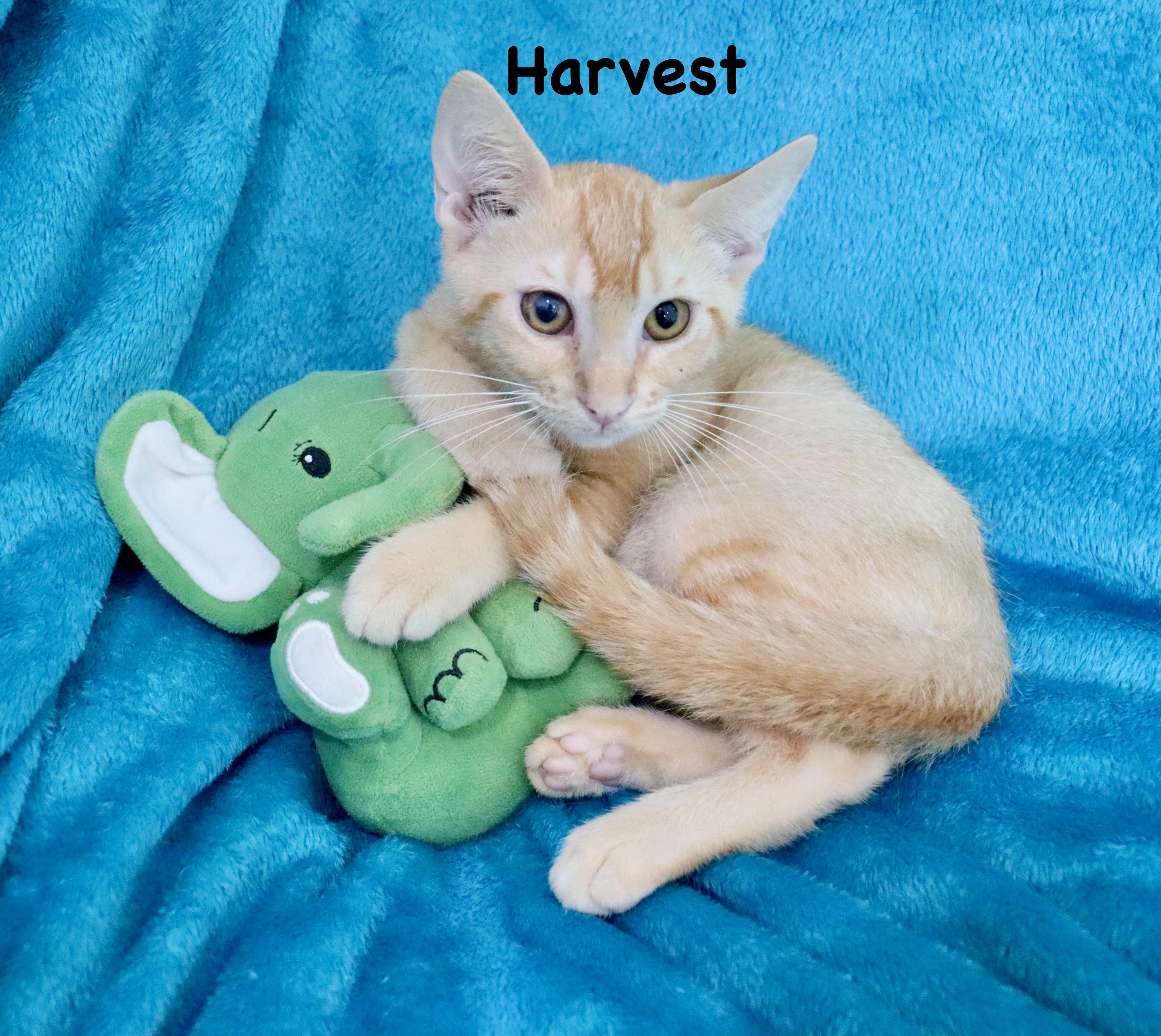 Harvest thumbnail 4