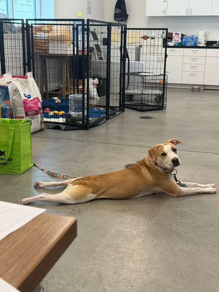 Miss Lady thumbnail 2