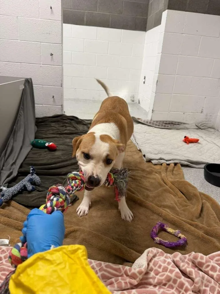 Miss Lady thumbnail 3