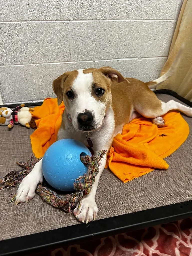 Miss Lady thumbnail 4