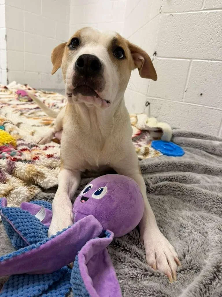 Miss Lady thumbnail 5