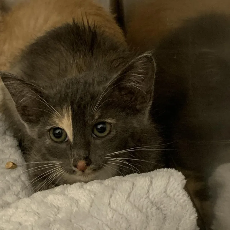 A baby small-sized female Gray / Blue / Silver Exotic Shorthair cat named Kiara for adoption in Dickinson, TX