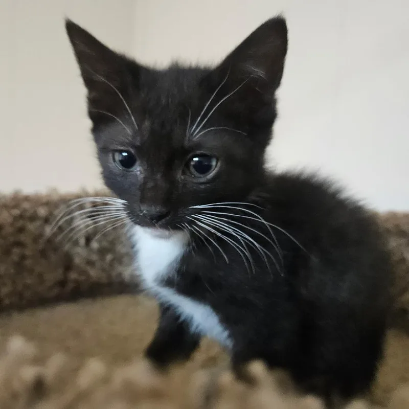 A baby small-sized female Black Domestic Short Hair cat named Leia for adoption in Huntsville, AL