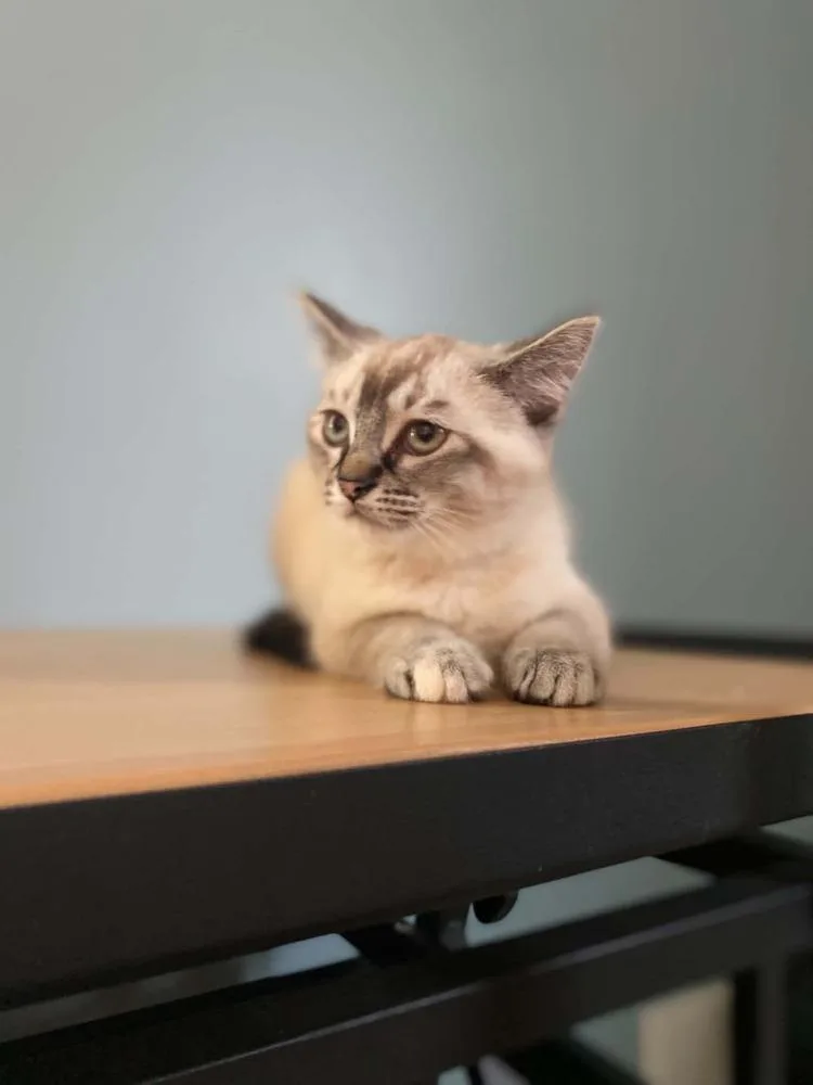 A baby medium-sized female Domestic Short Hair cat named Christina Aguilera for adoption in Lansing, MI