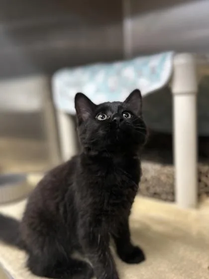 A baby small-sized female Domestic Short Hair cat named Sophia for adoption in Munster, IN