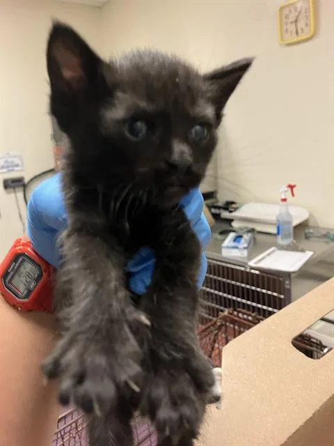 A baby small-sized male Domestic Short Hair cat named Tino for adoption in Long Beach, CA