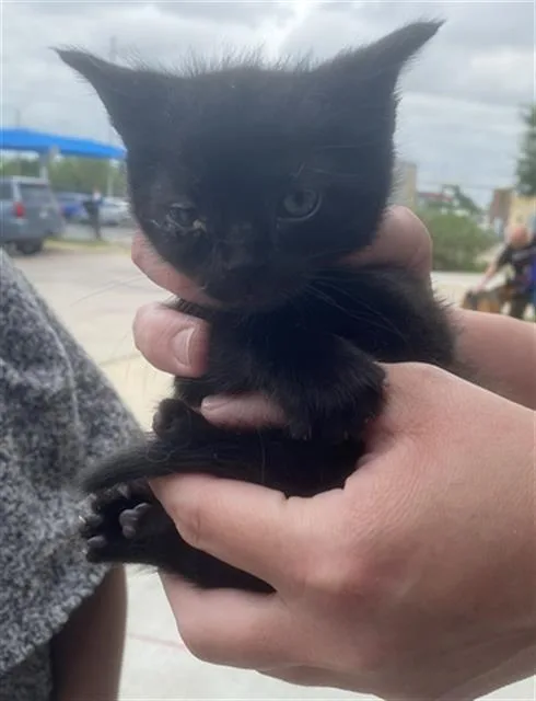 A baby medium-sized male Domestic Short Hair cat named Buzz for adoption in Dallas, TX