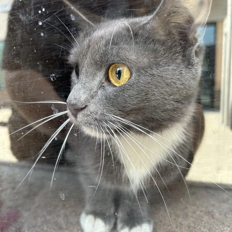 An adult medium-sized female Gray / Blue / Silver Domestic Short Hair cat named Cardbo for adoption in Greensboro, NC