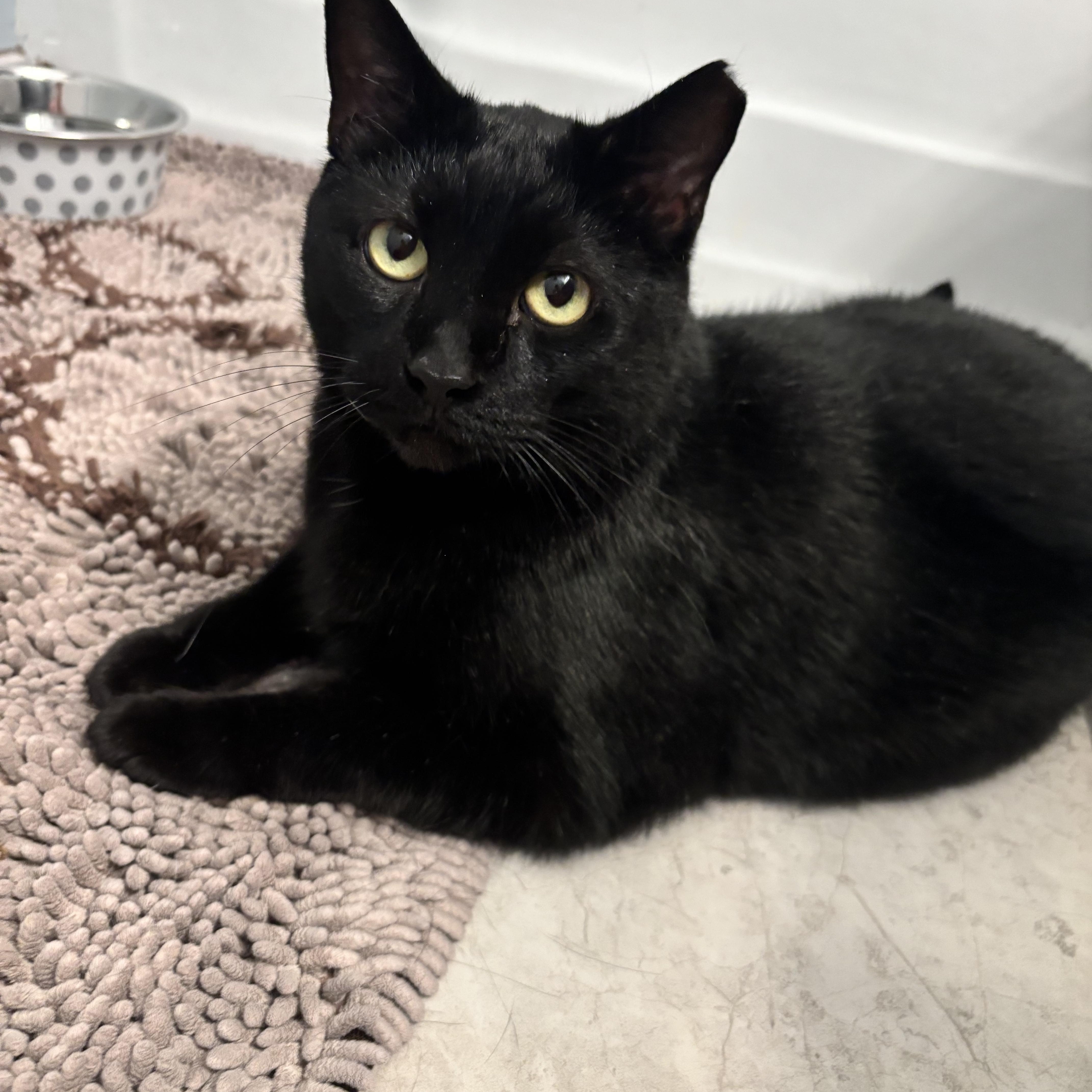 An adult large-sized male Black Domestic Short Hair cat named Cole for adoption in Fairfax, VA