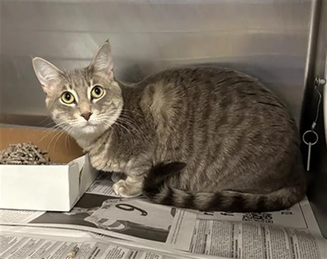 A young medium-sized female Domestic Short Hair cat named Sarai for adoption in Dallas, TX