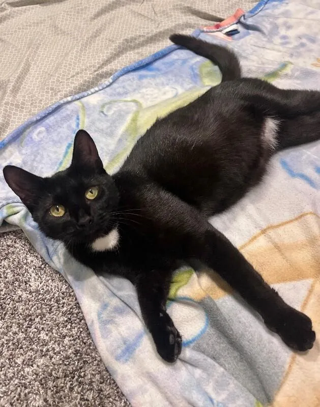 An adult medium-sized female Black Domestic Short Hair cat named Babs for adoption in North Babylon, NY