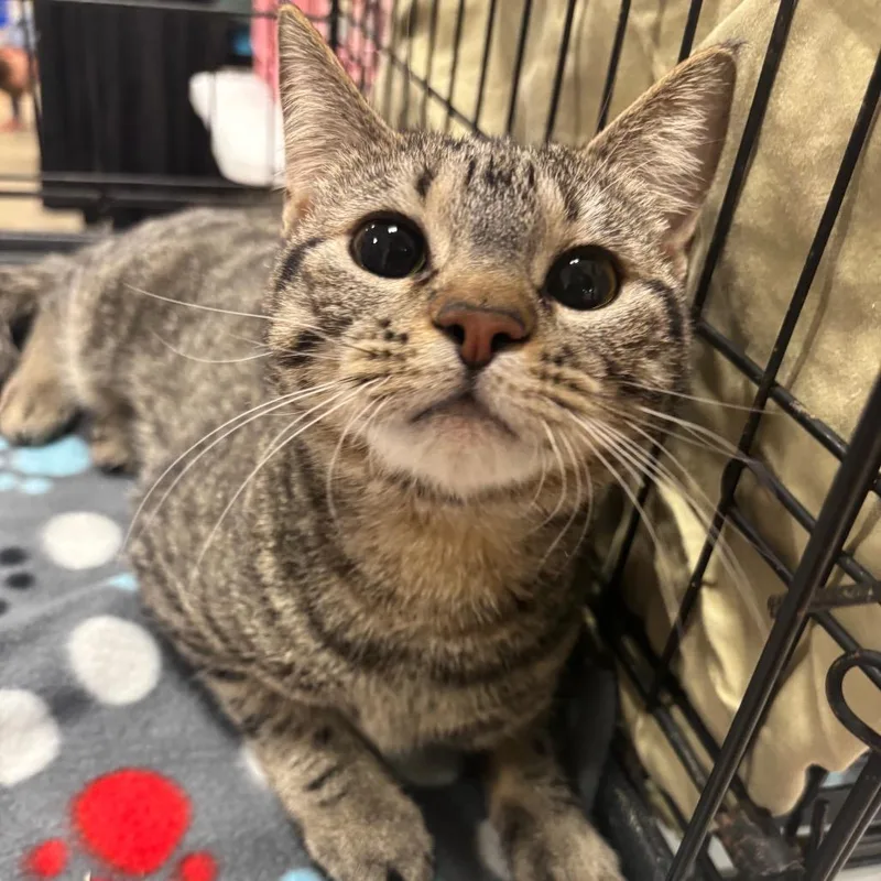 Hope Knox thumbnail 2