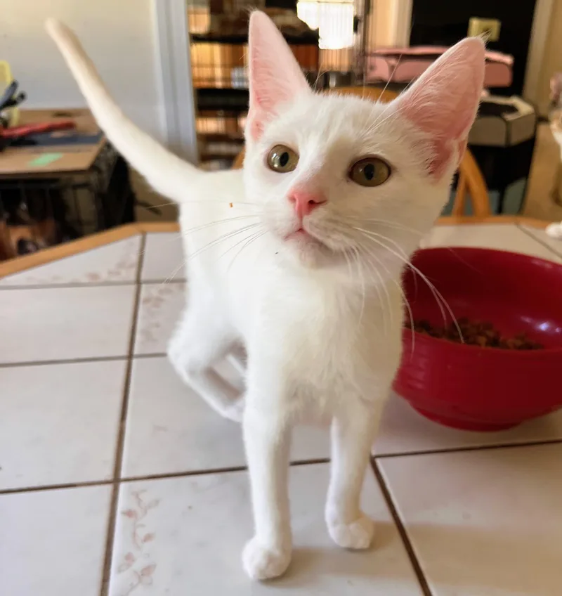 A baby medium-sized male White Domestic Short Hair cat named Kokomo for adoption in Landenberg, PA
