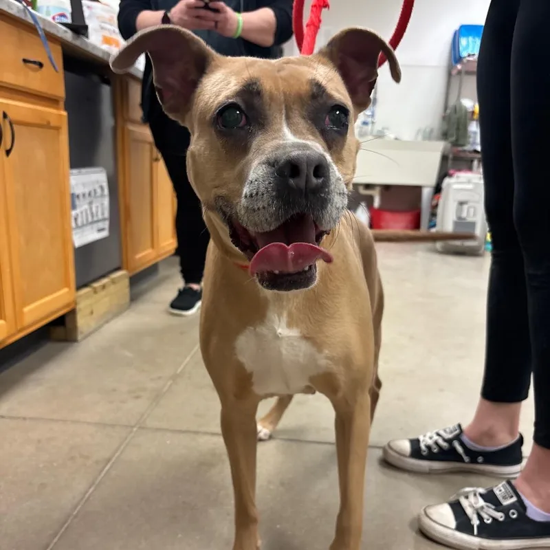 An adult medium-sized female Yellow / Tan / Blond / Fawn Pit Bull Terrier dog named Ivy for adoption in York, PA