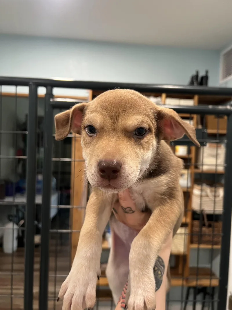 A baby medium-sized male Brown / Chocolate Hound dog named Jack for adoption in San Antonio, TX