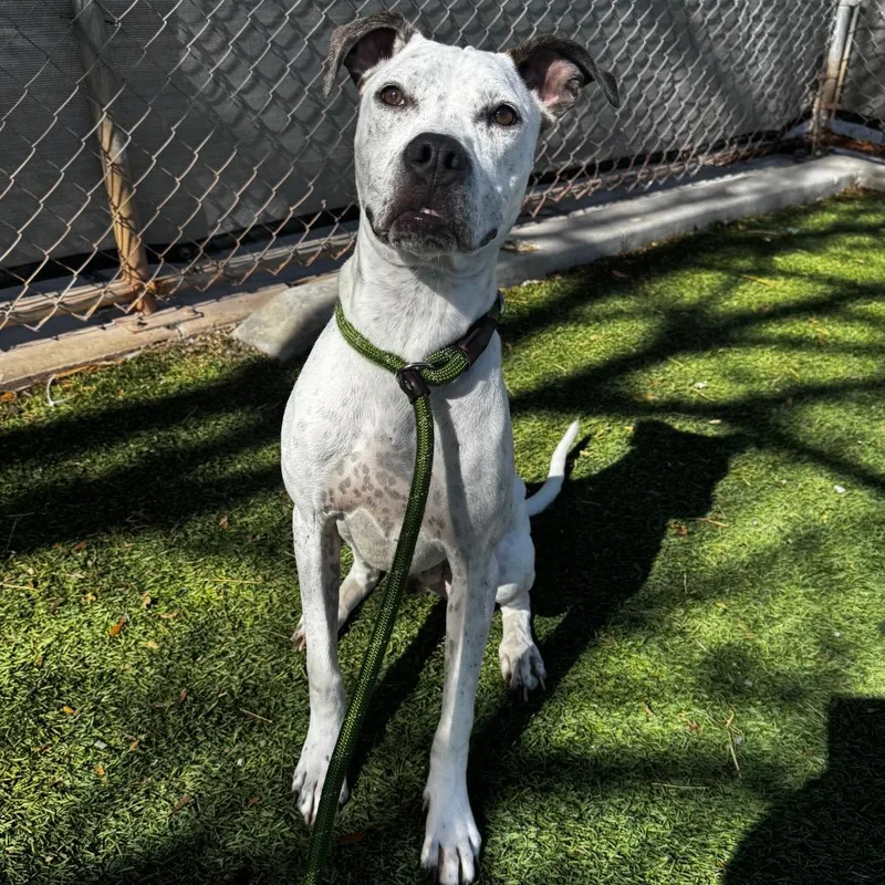 A young medium-sized male White / Cream Mixed Breed dog named Olly for adoption in Salt Lake City, UT