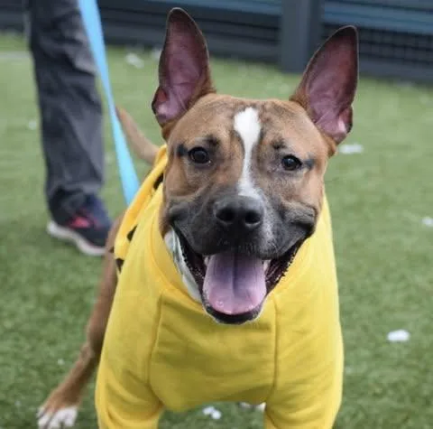 Leonardo thumbnail 2