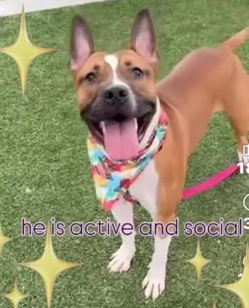 Leonardo thumbnail 3