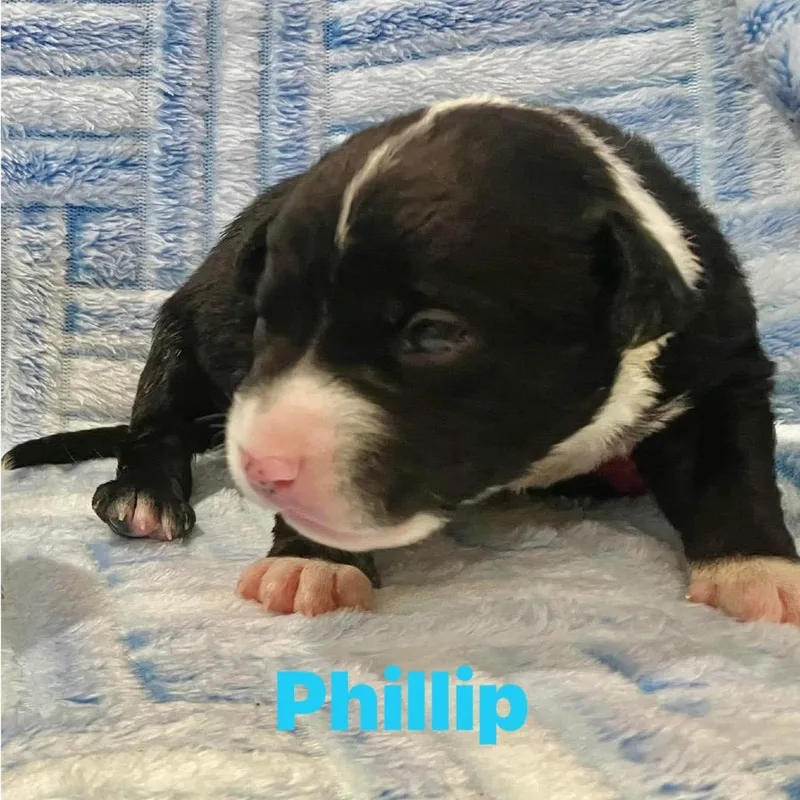 Phillip