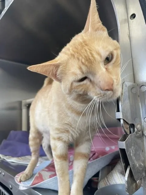 A young medium-sized male Orange & White Domestic Short Hair cat named Tigger for adoption in Sunnyvale, TX