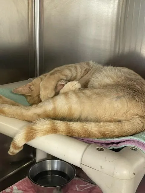 Tigger thumbnail 3