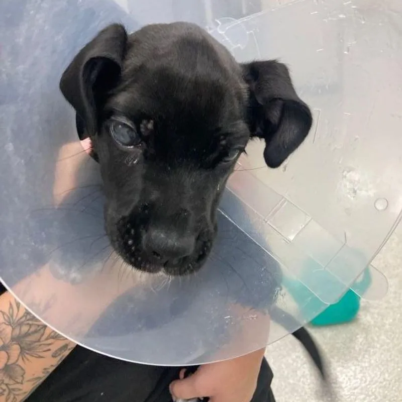 A young small-sized female Black Labrador Retriever dog named Bubbles for adoption in Lake Havasu City, AZ