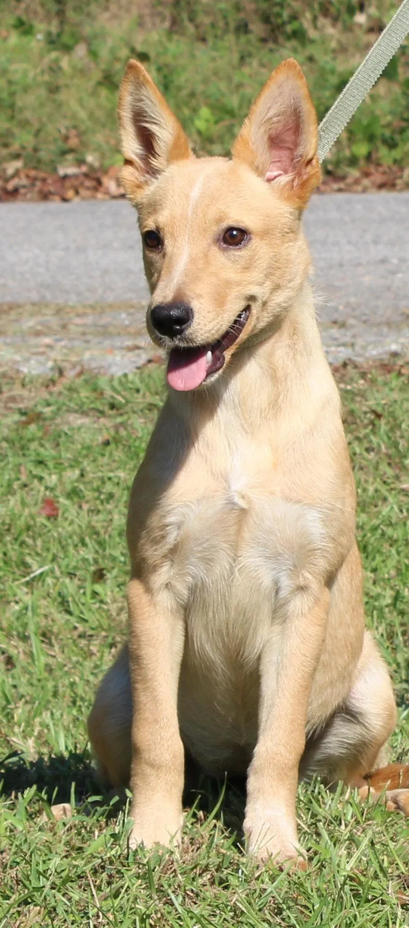 A young medium-sized female Shepherd dog named Annie for adoption in Prattville, AL