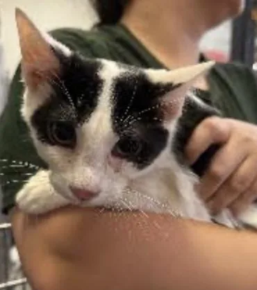 A baby medium-sized male Black & White / Tuxedo Domestic Short Hair cat named Scuttle for adoption in Cincinnati, OH