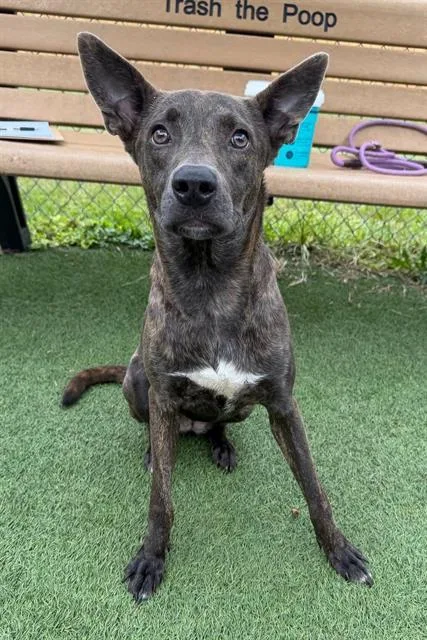 A young medium-sized female Mixed Breed dog named Raneira for adoption in Columbia, SC